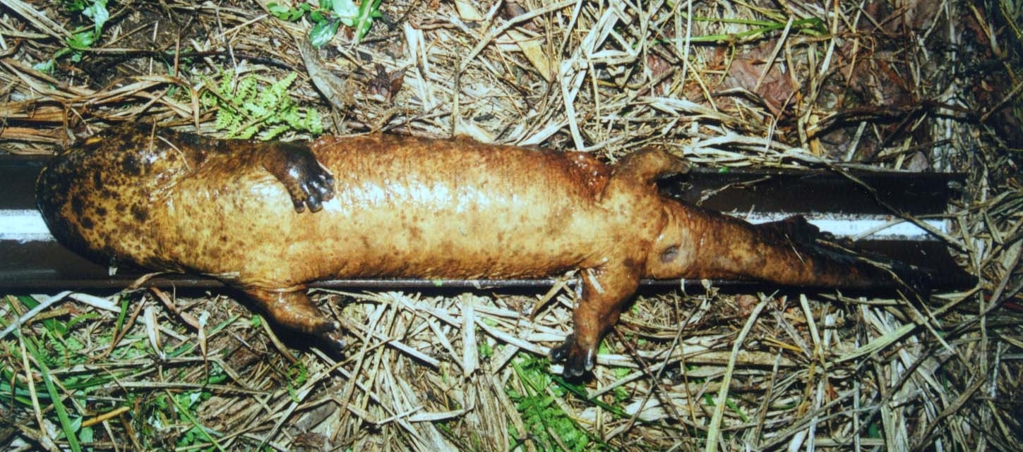 Andrias japonicus Male 2 Swollen Cloaca